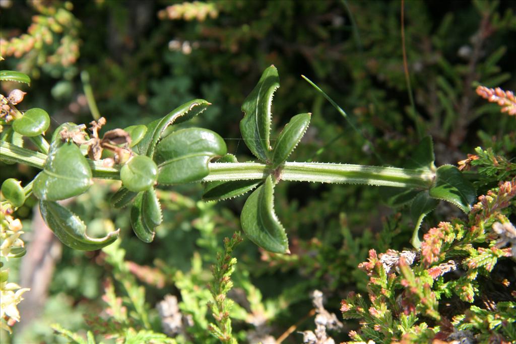 Rubia tinctorum (door Willem Braam)