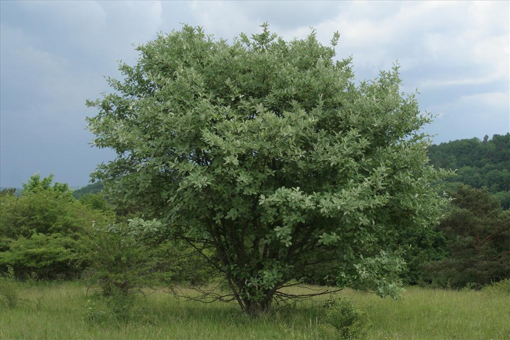 Sorbus aria (door Willem Braam)