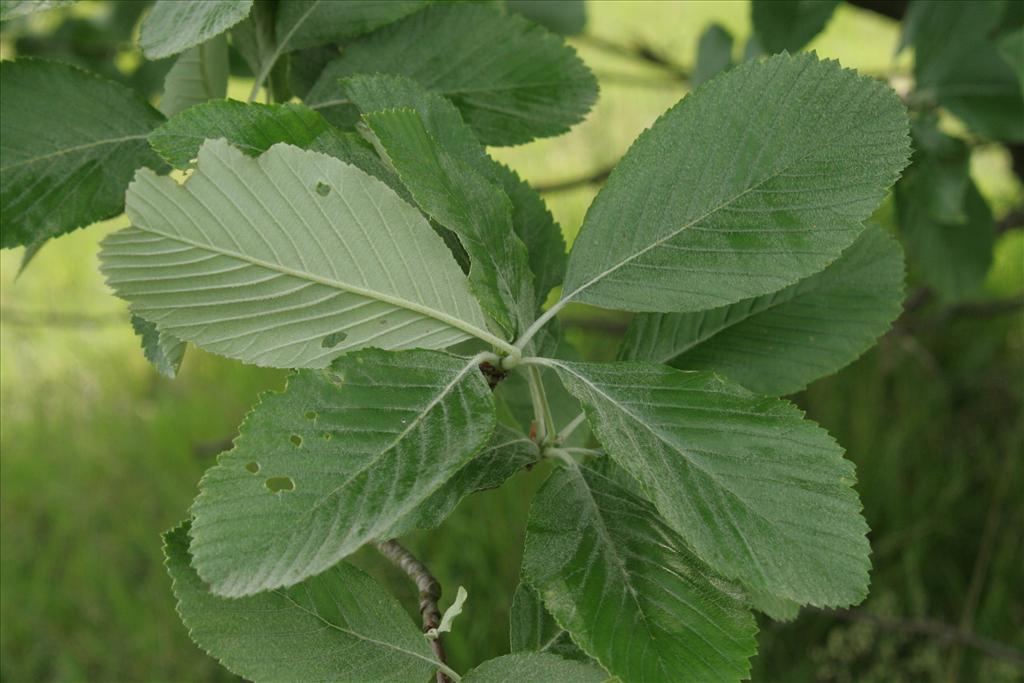 Sorbus aria (door Willem Braam)