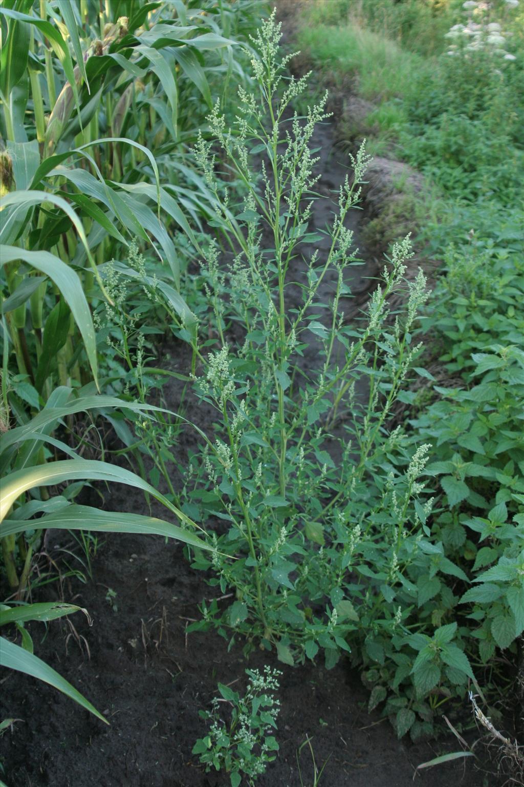 Chenopodium album (door Willem Braam)