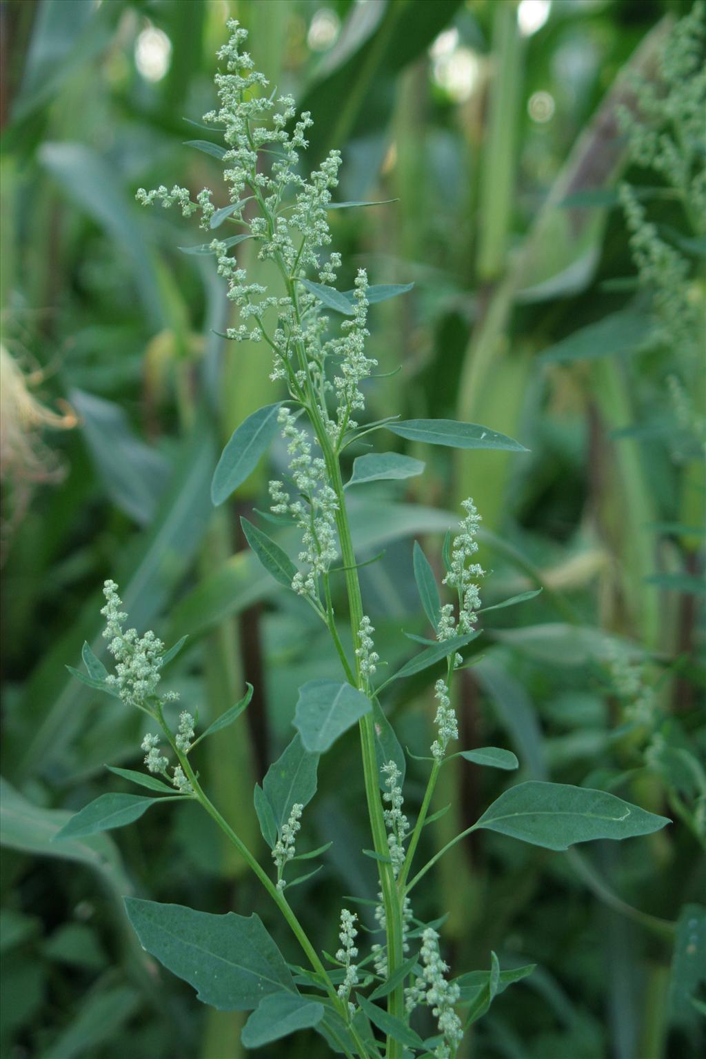 Chenopodium album (door Willem Braam)