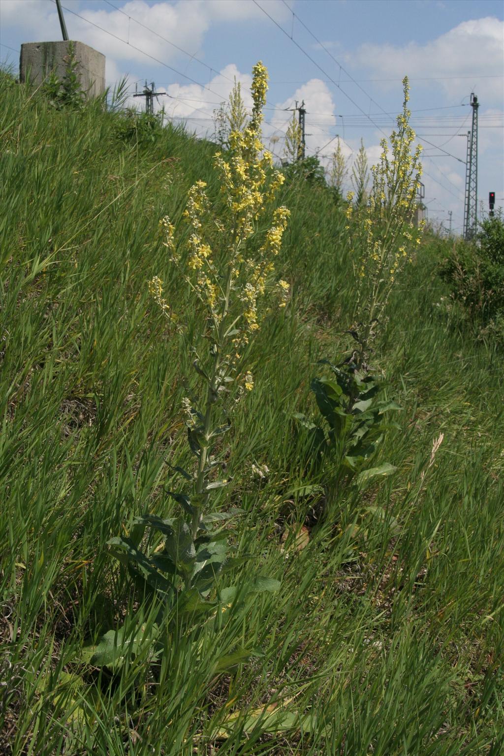 Verbascum lychnitis (door Willem Braam)