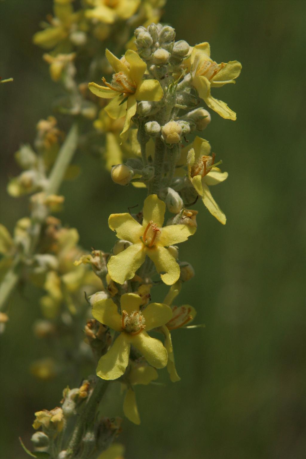 Verbascum lychnitis (door Willem Braam)