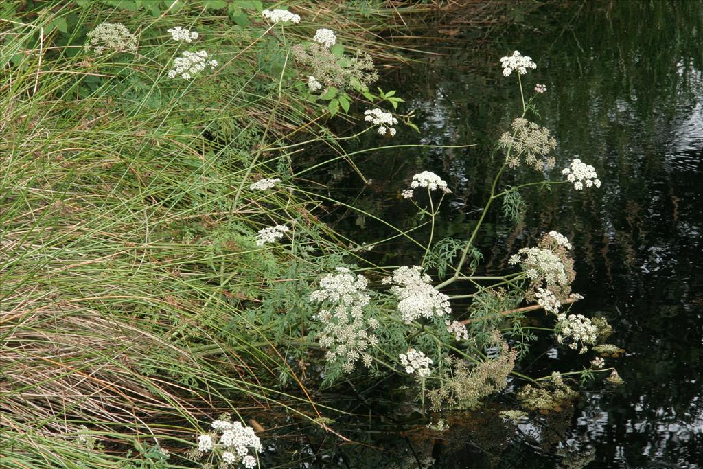 Peucedanum palustre (door Willem Braam)