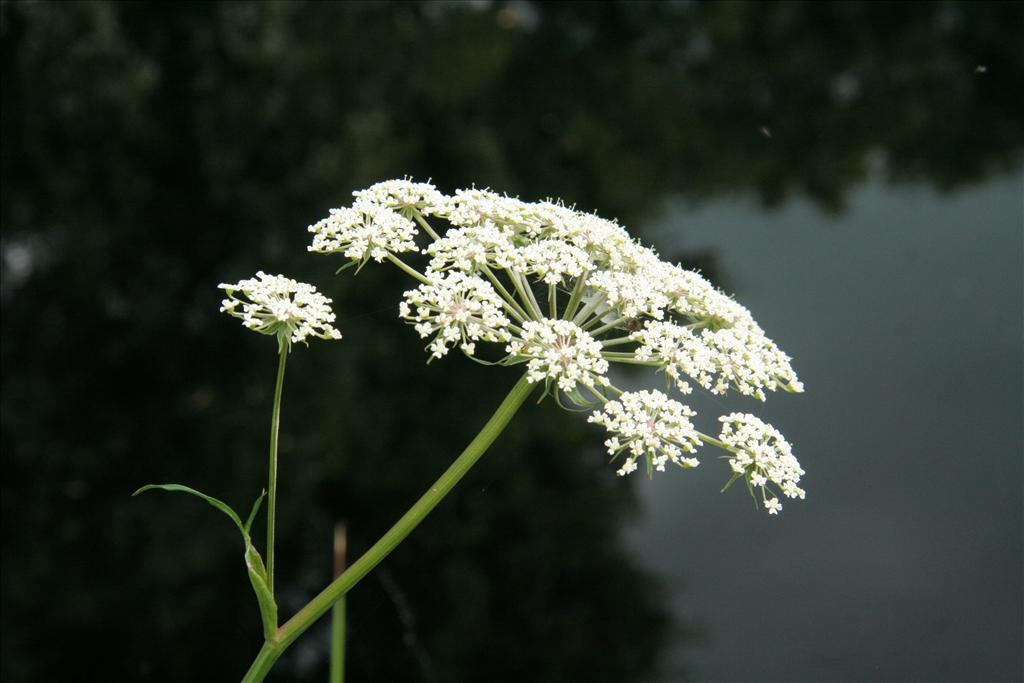 Peucedanum palustre (door Willem Braam)