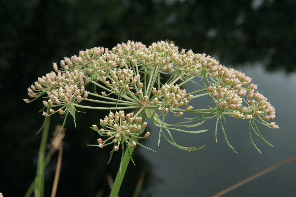 Peucedanum palustre (door Willem Braam)