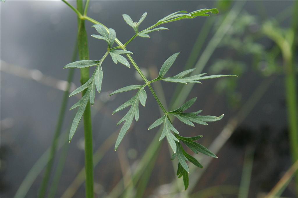 Peucedanum palustre (door Willem Braam)