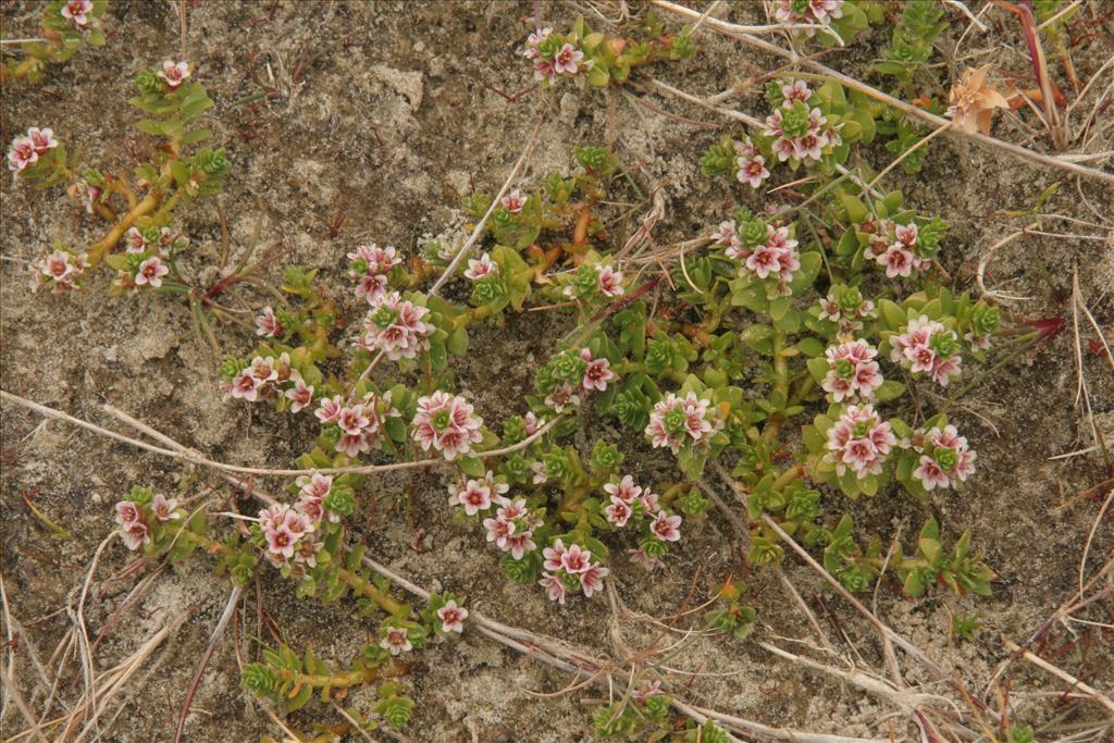 Glaux maritima (door Willem Braam)