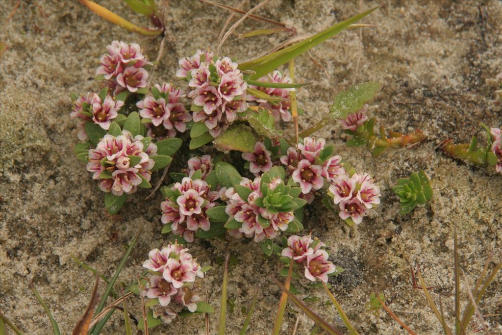 Glaux maritima (door Willem Braam)