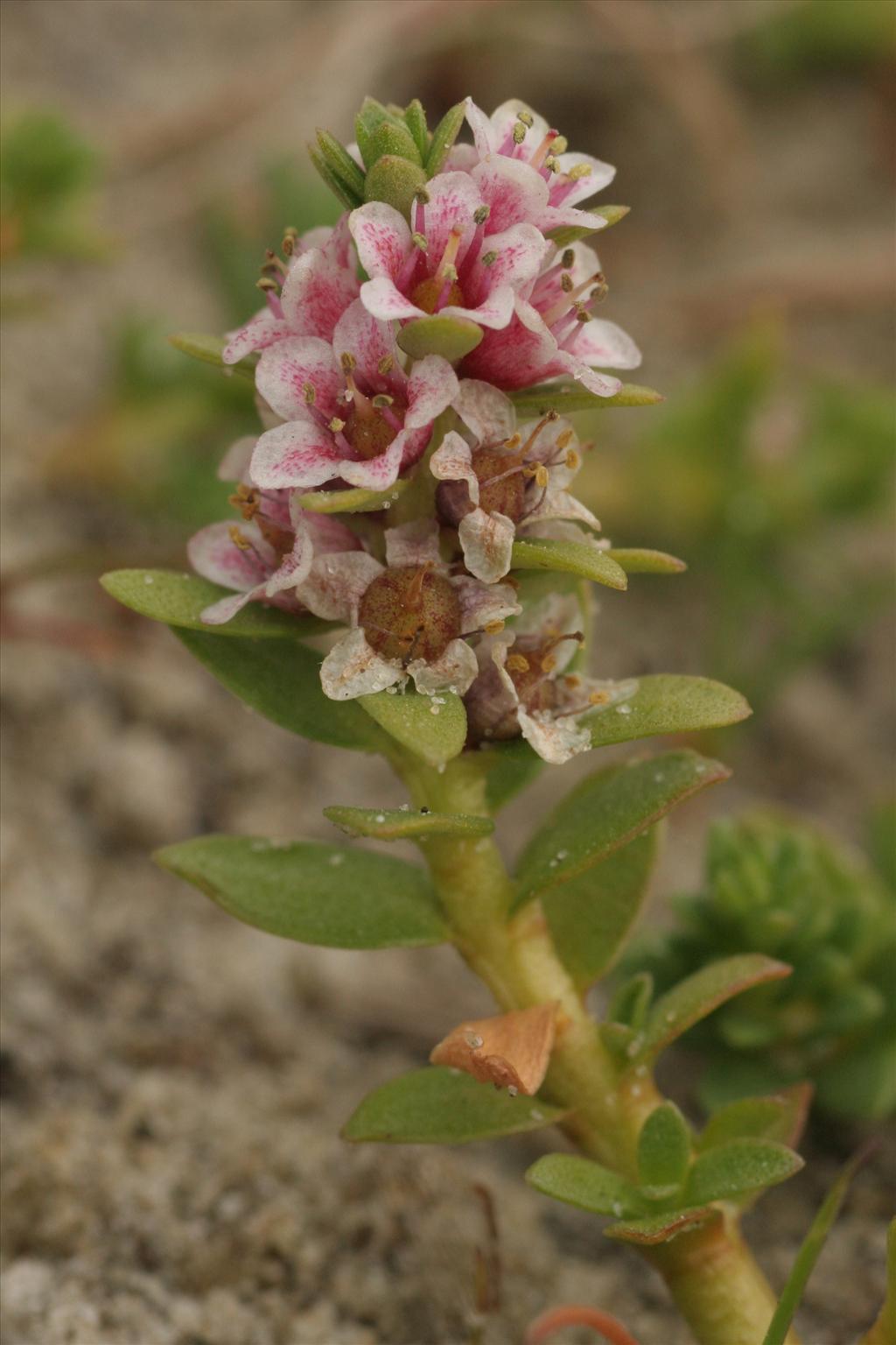 Glaux maritima (door Willem Braam)