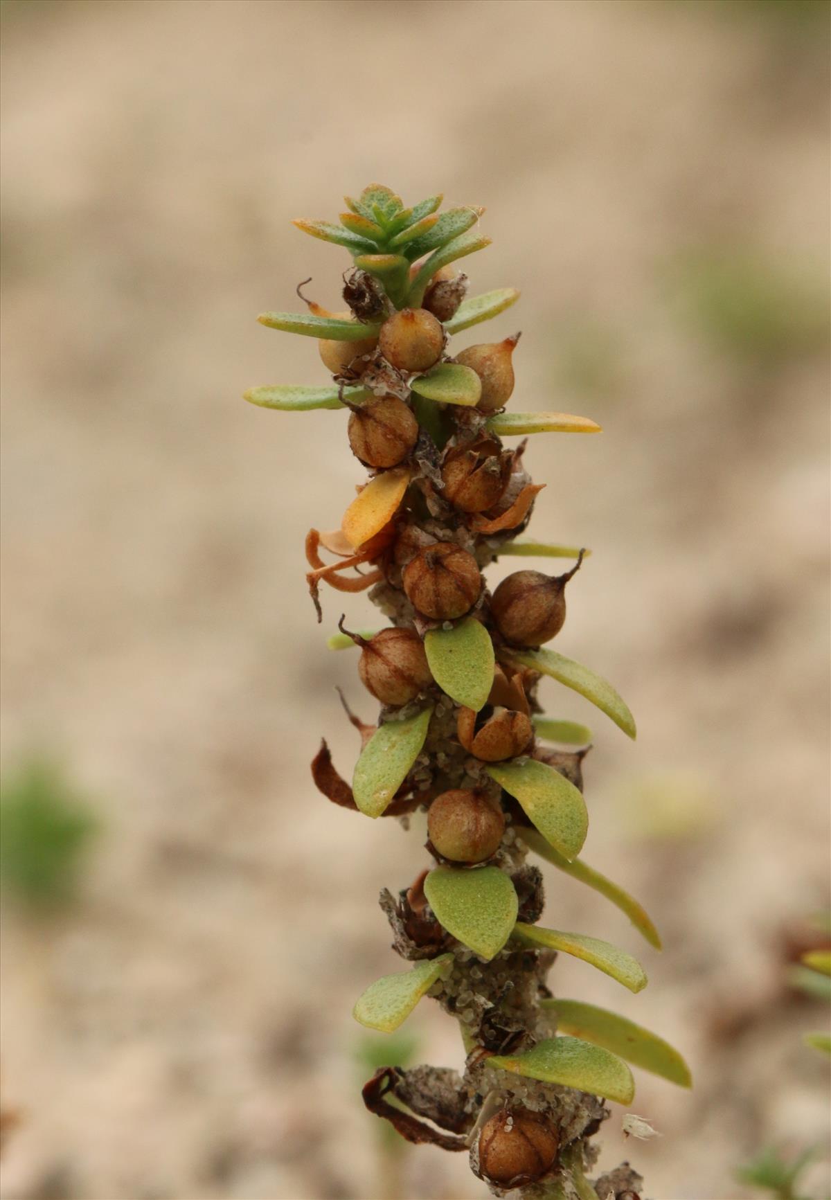 Glaux maritima (door Willem Braam)