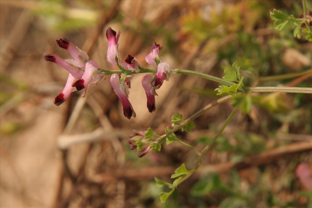 Fumaria muralis (door Willem Braam)