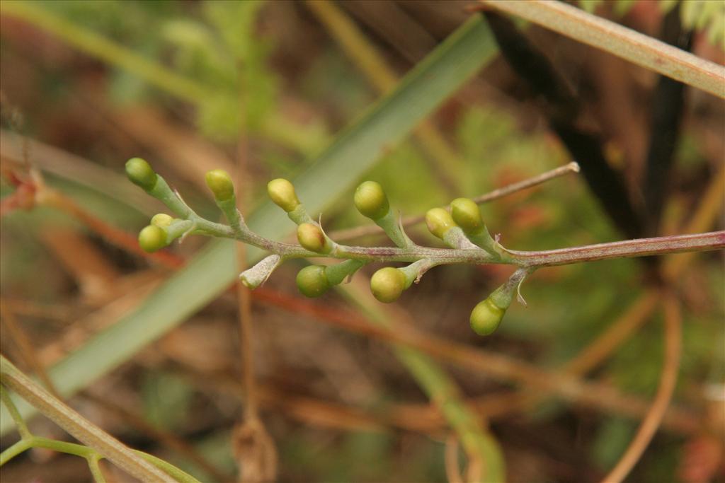 Fumaria muralis (door Willem Braam)