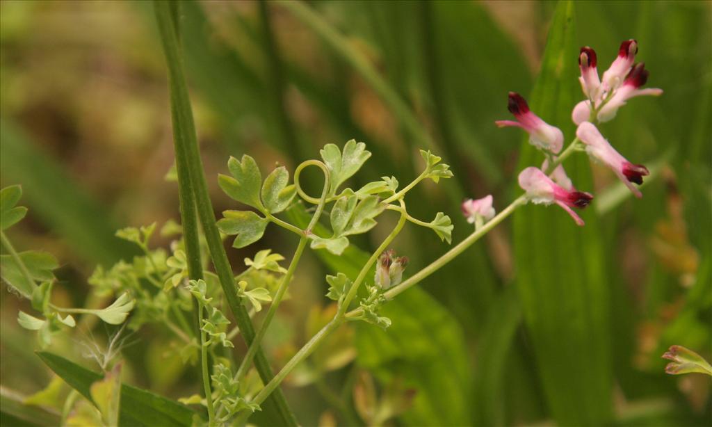 Fumaria muralis (door Willem Braam)