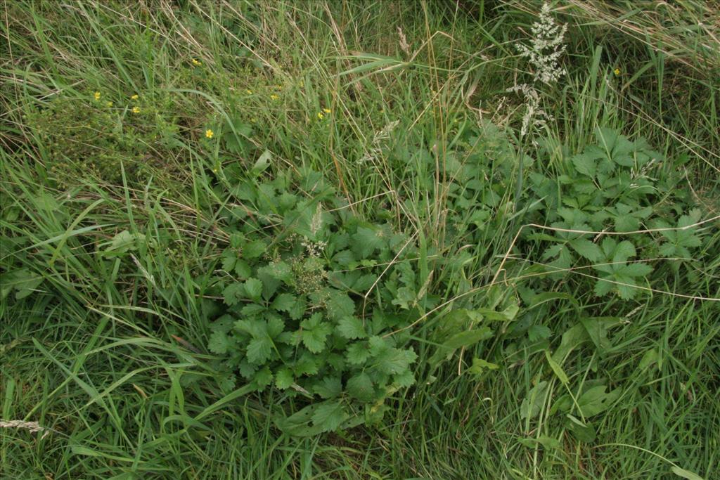 Potentilla intermedia (door Willem Braam)