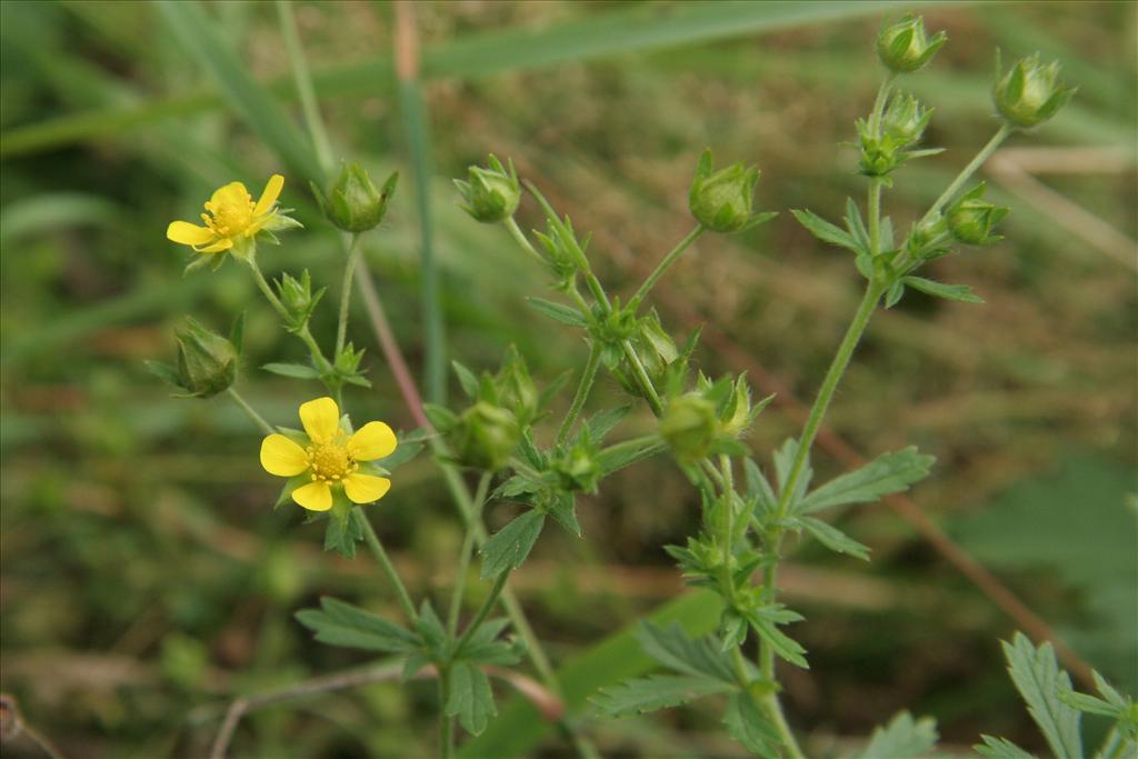 Potentilla intermedia (door Willem Braam)