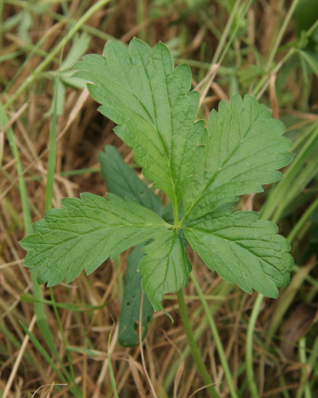 Potentilla intermedia (door Willem Braam)