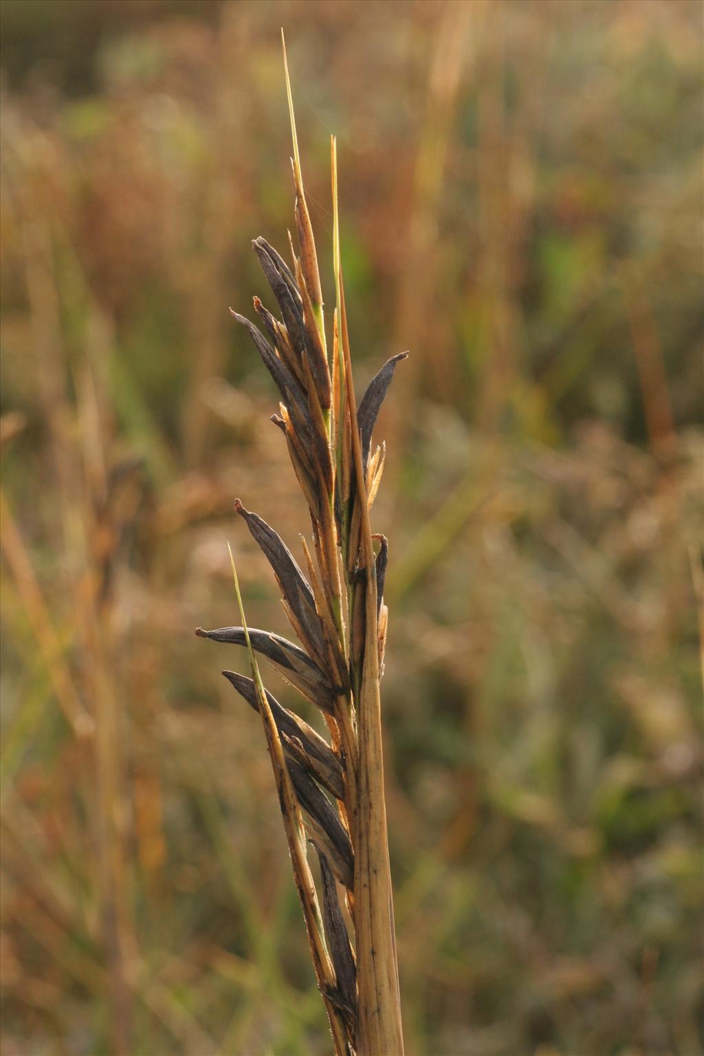 Spartina anglica (door Willem Braam)