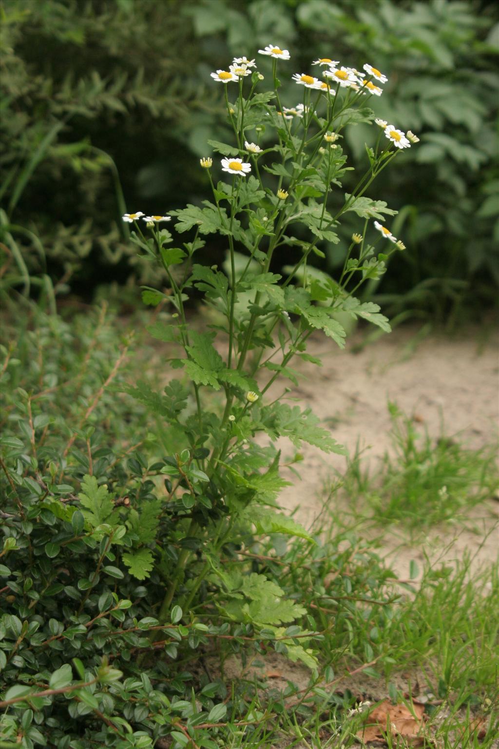 Tanacetum parthenium (door Willem Braam)