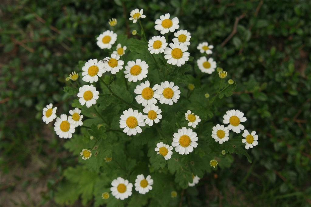 Tanacetum parthenium (door Willem Braam)