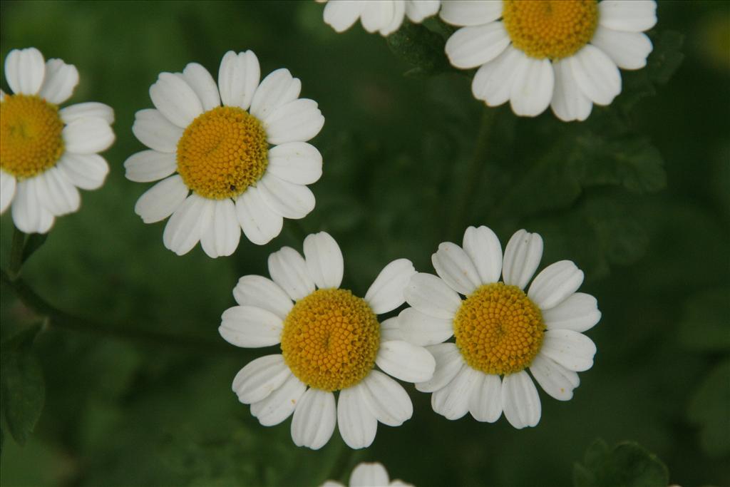 Tanacetum parthenium (door Willem Braam)