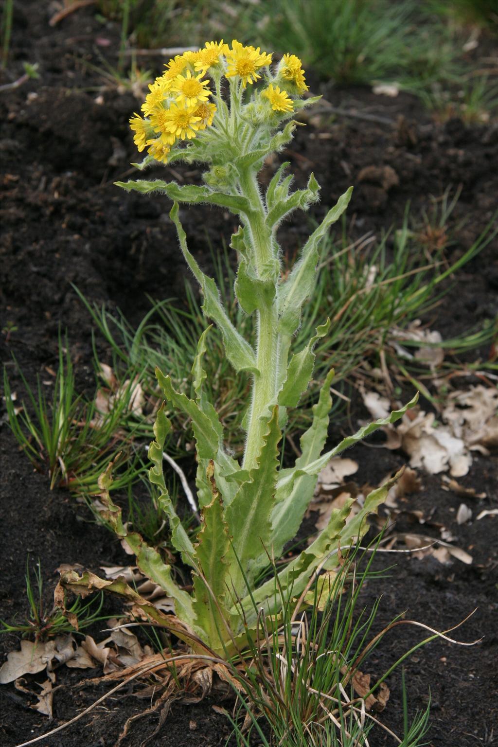 Tephroseris palustris (door Willem Braam)