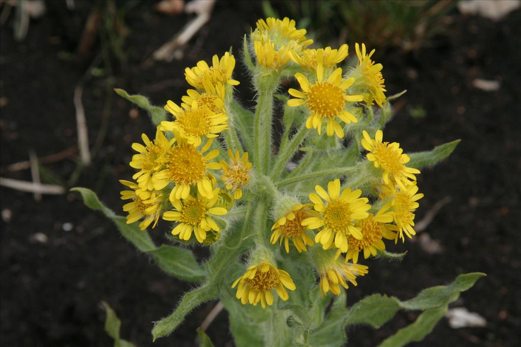 Tephroseris palustris (door Willem Braam)