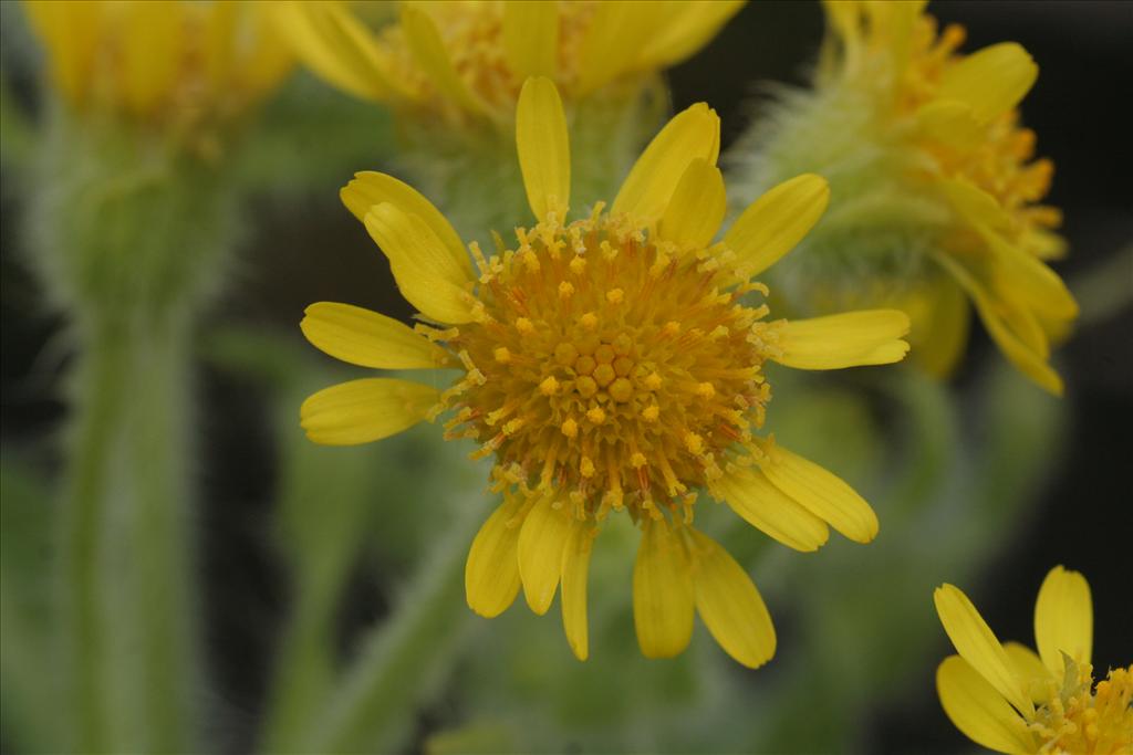 Tephroseris palustris (door Willem Braam)