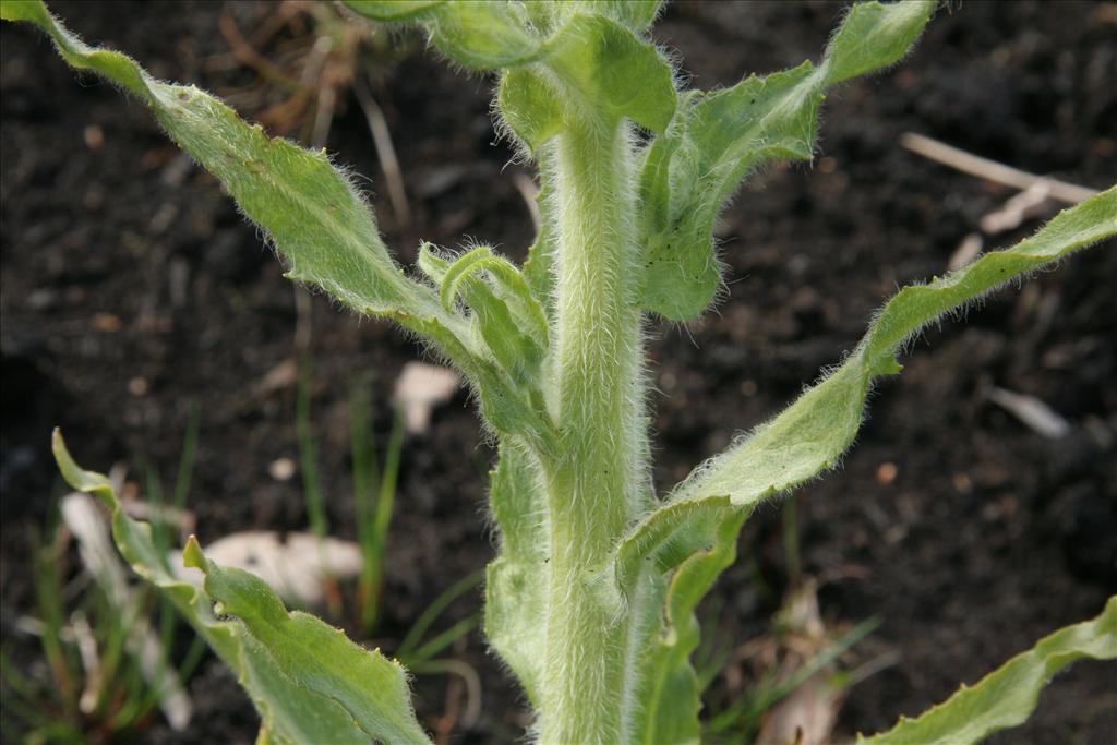 Tephroseris palustris (door Willem Braam)