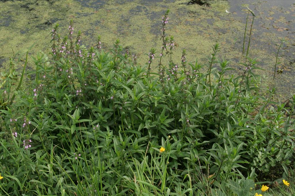 Stachys palustris (door Willem Braam)