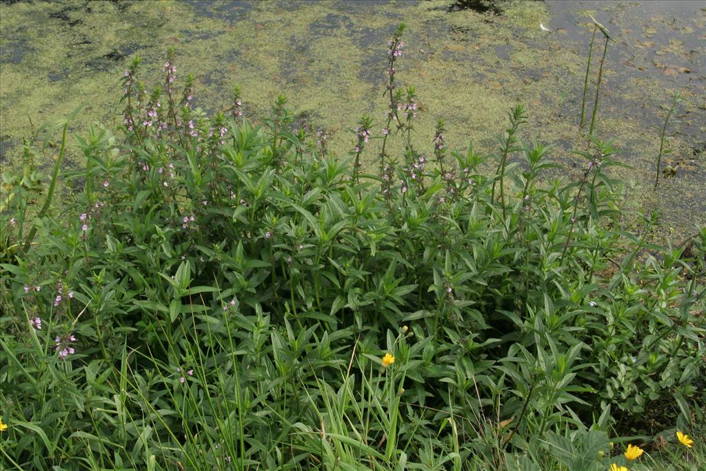 Stachys palustris (door Willem Braam)