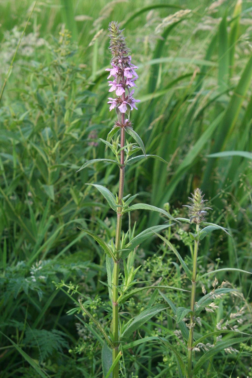 Stachys palustris (door Willem Braam)