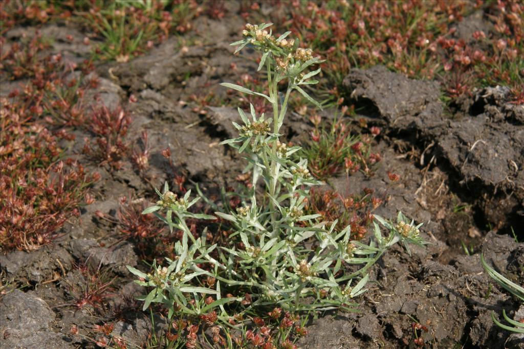 Gnaphalium uliginosum (door Willem Braam)