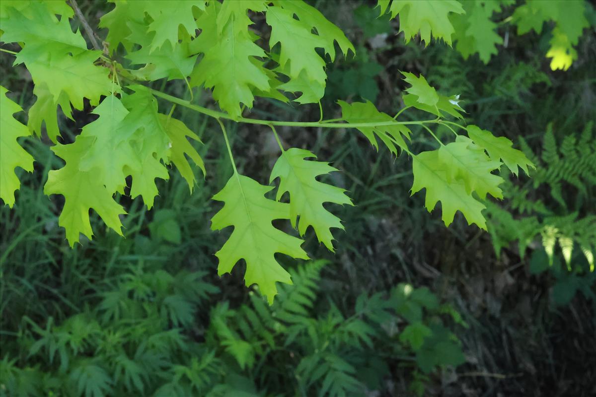 Quercus palustris (door Willem Braam)