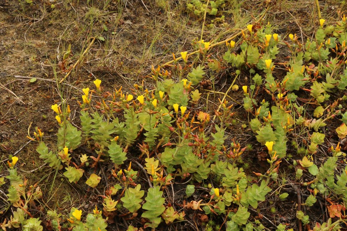 Hypericum elodes (door Willem Braam)