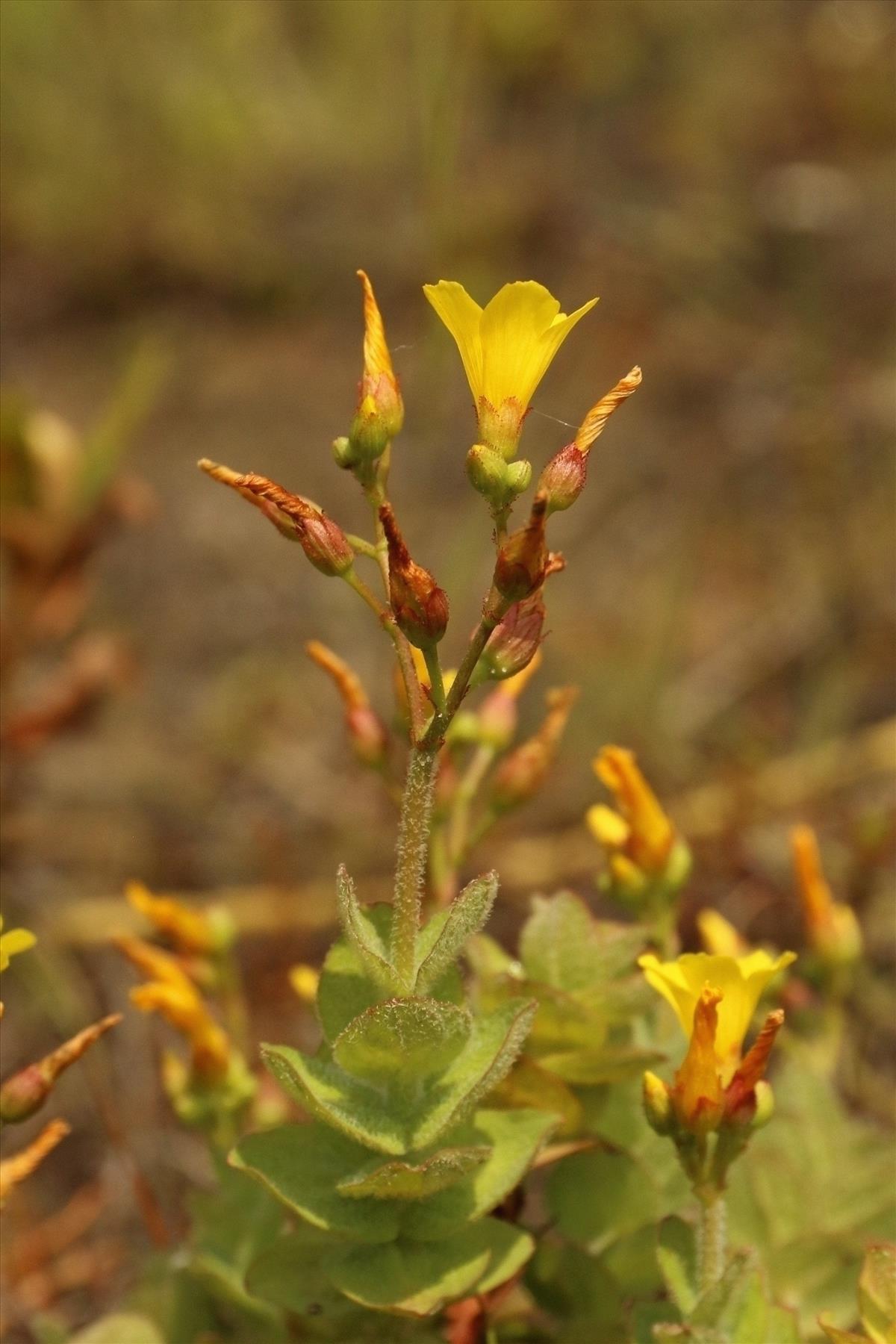 Hypericum elodes (door Willem Braam)