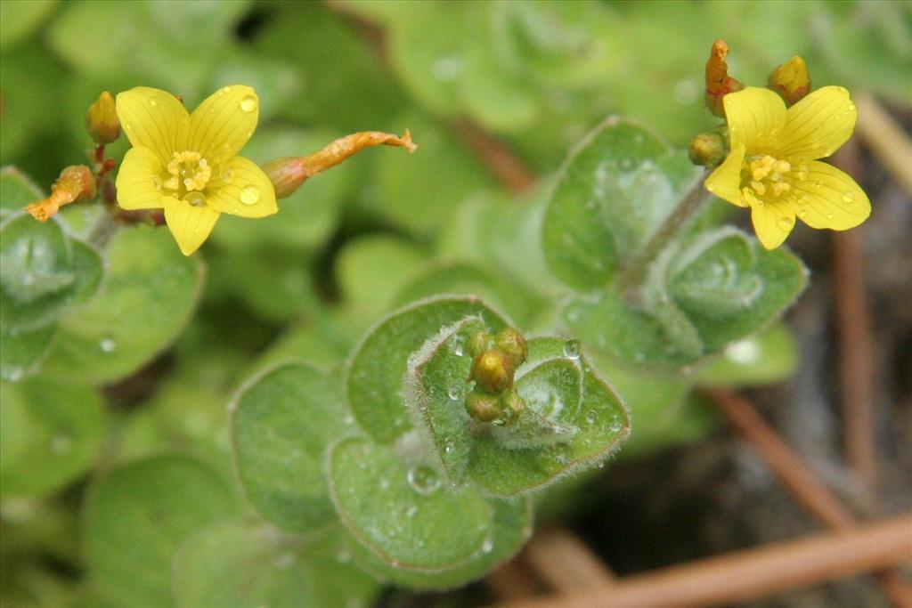 Hypericum elodes (door Willem Braam)