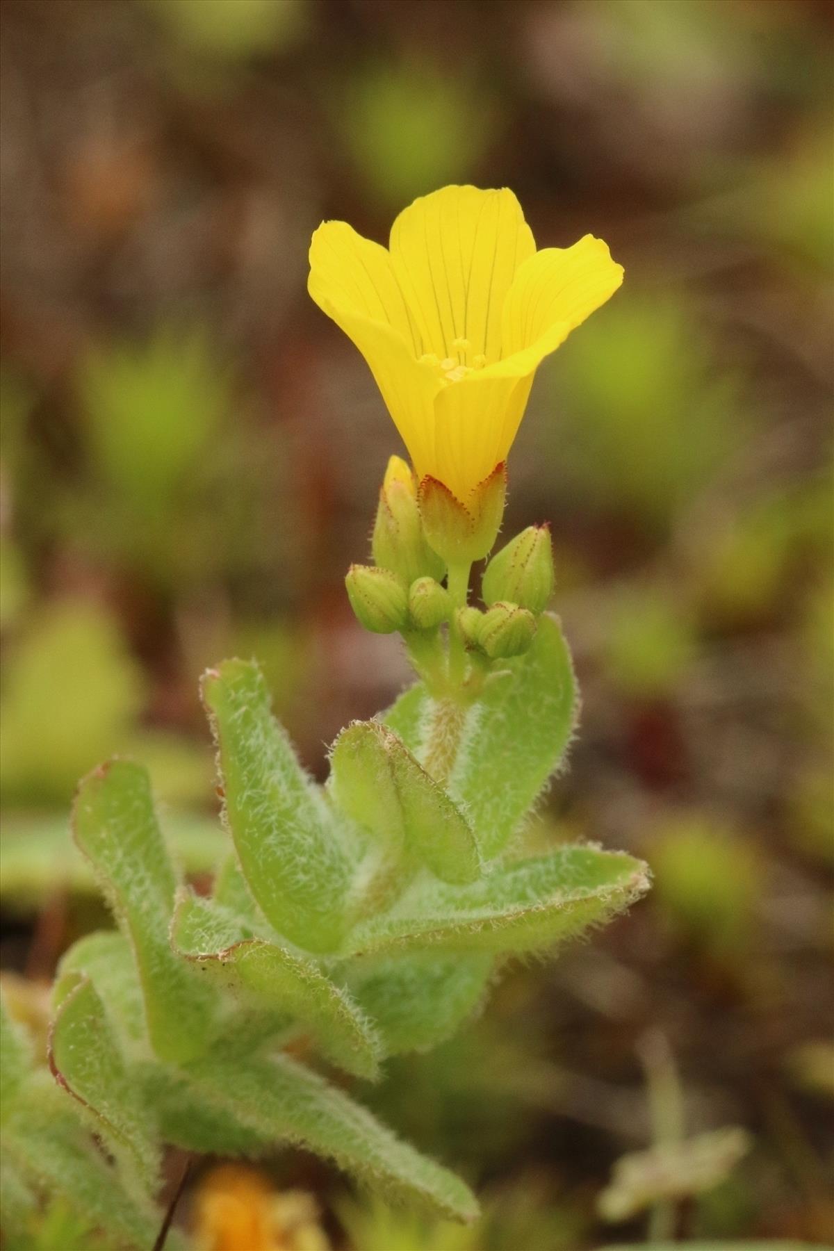 Hypericum elodes (door Willem Braam)