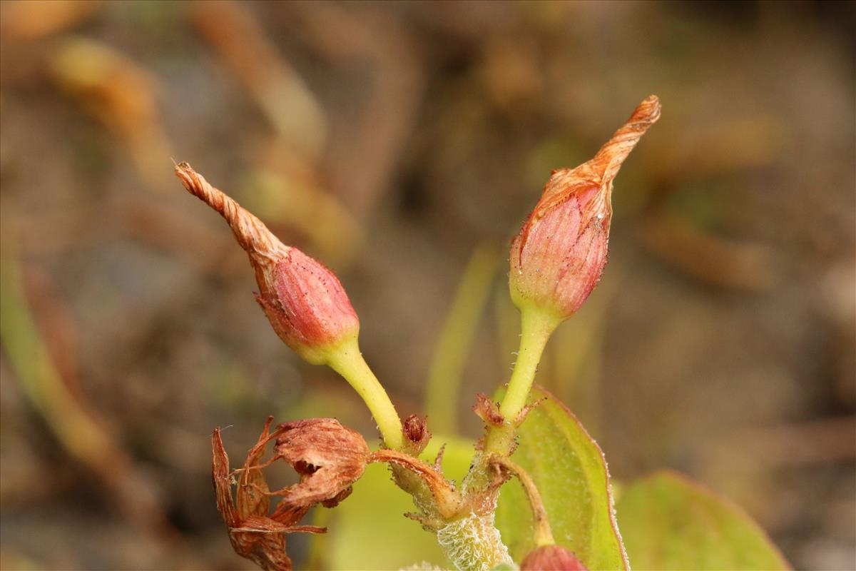 Hypericum elodes (door Willem Braam)