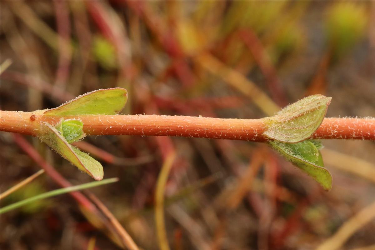 Hypericum elodes (door Willem Braam)