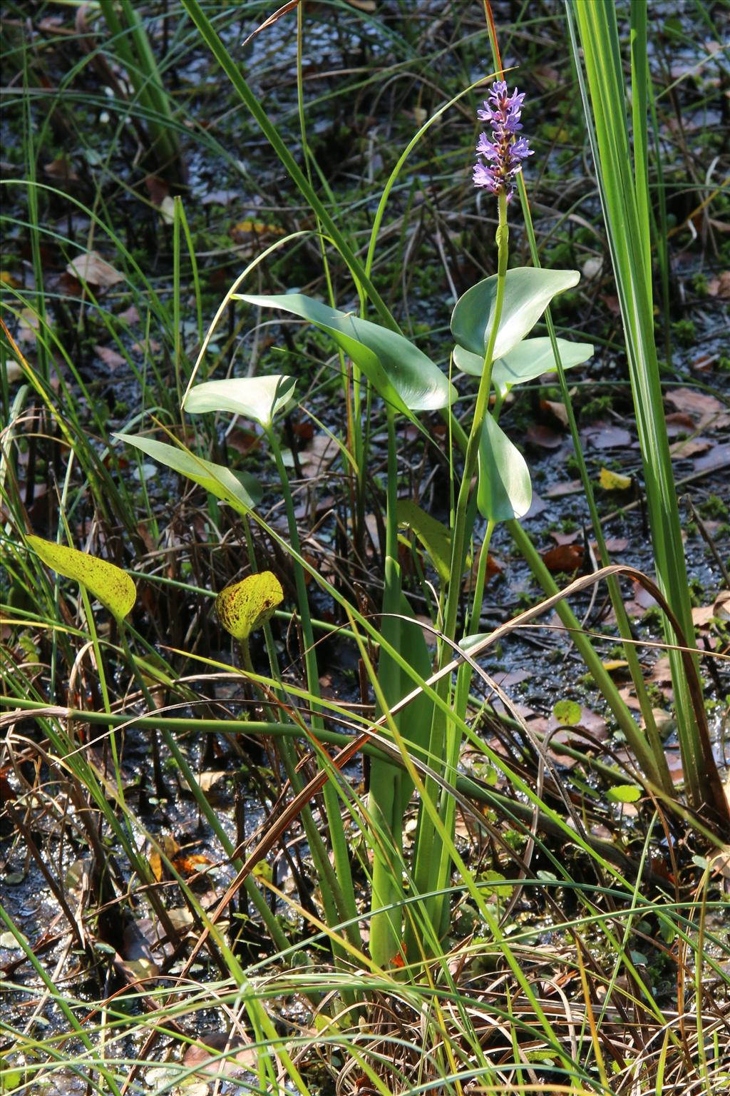 Pontederia cordata (door Willem Braam)