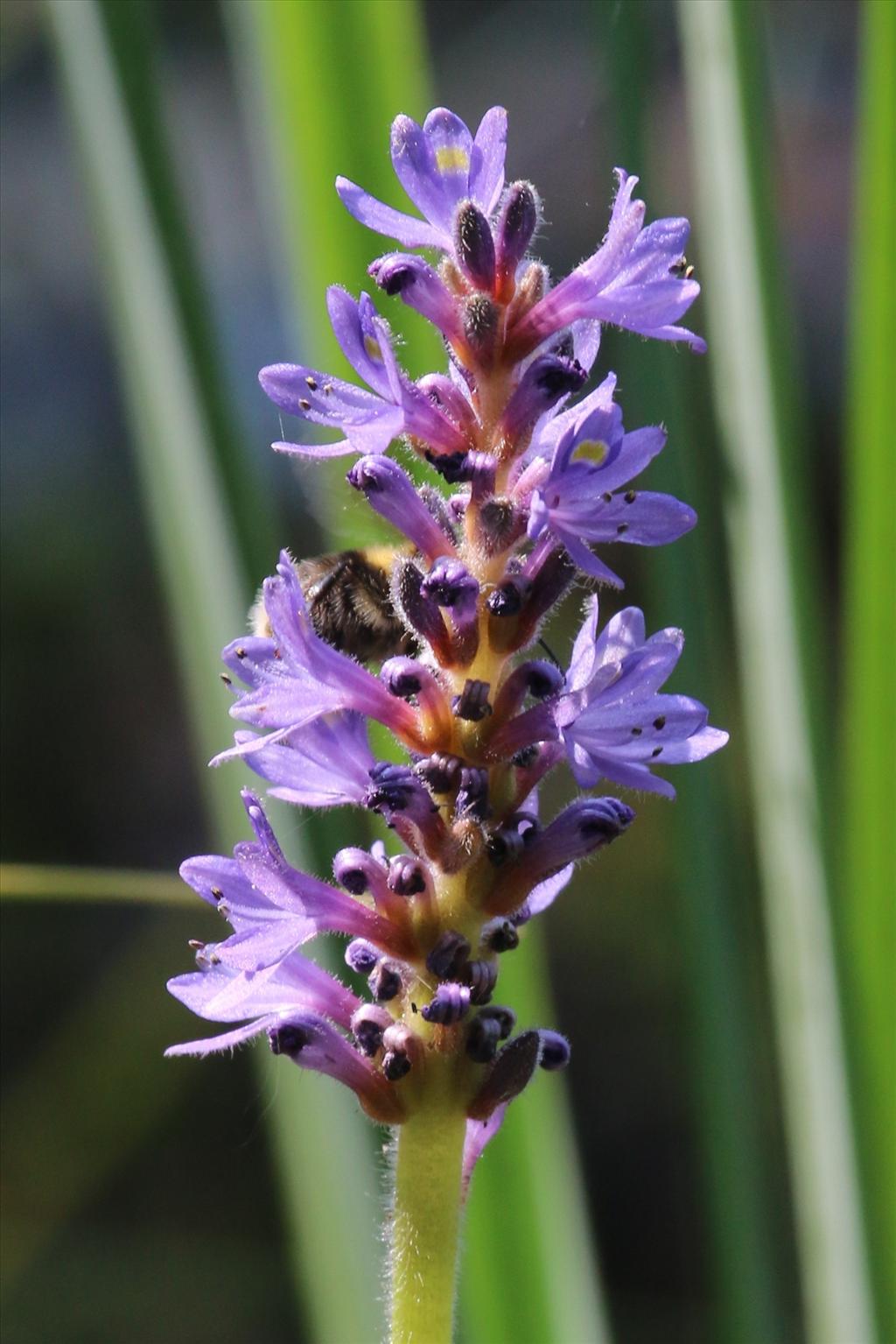 Pontederia cordata (door Willem Braam)