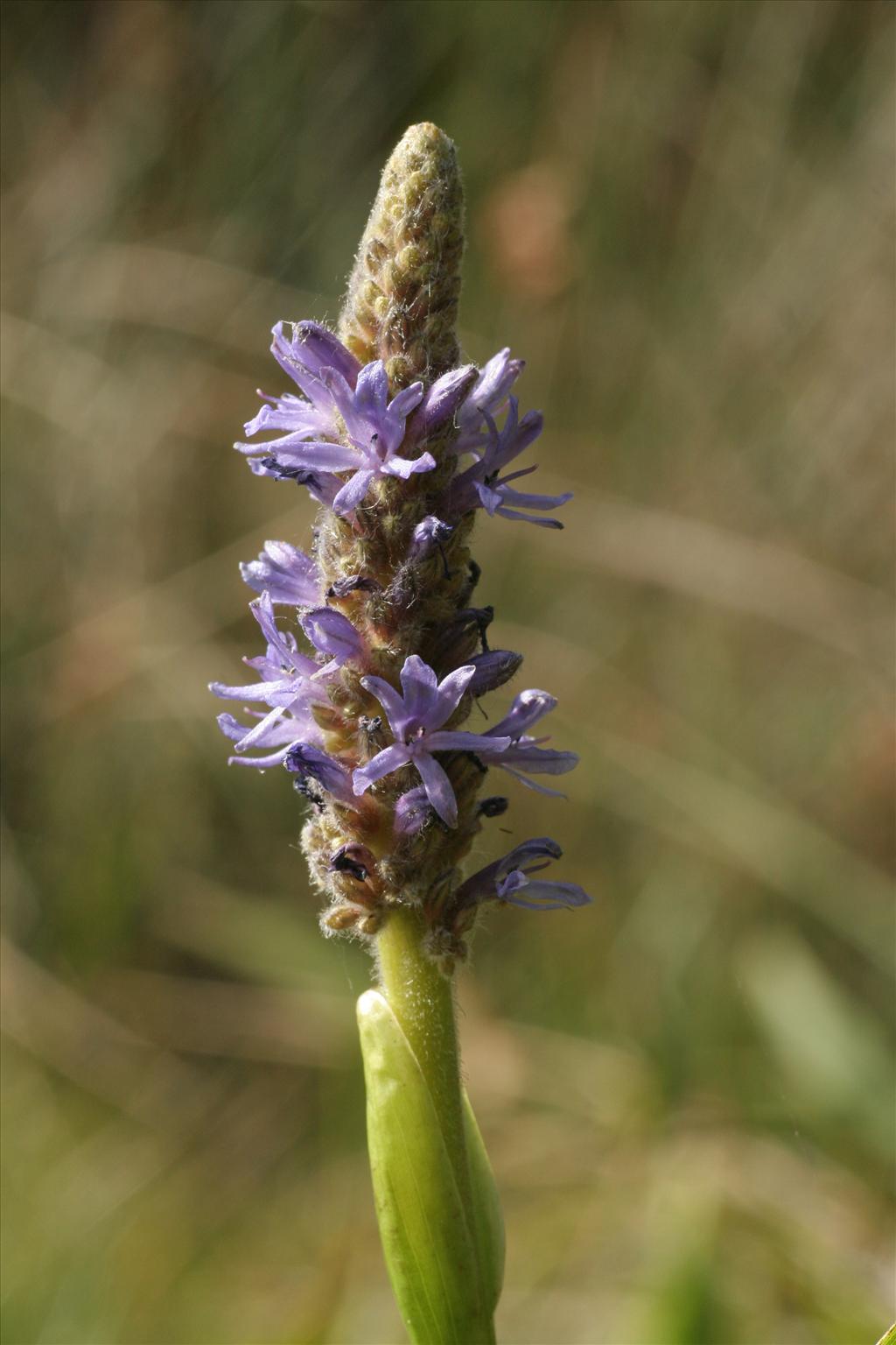 Pontederia cordata (door Willem Braam)