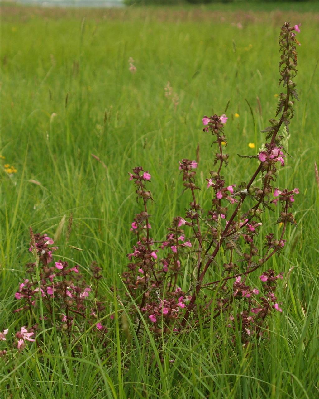 Pedicularis palustris (door Willem Braam)