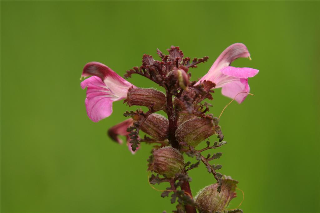 Pedicularis palustris (door Willem Braam)