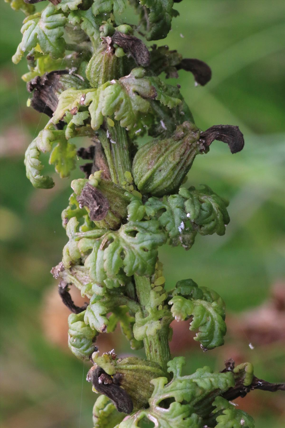 Pedicularis palustris (door Willem Braam)