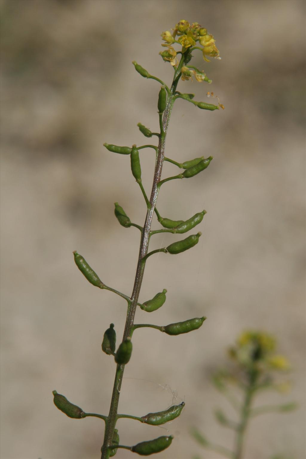 Rorippa palustris (door Willem Braam)