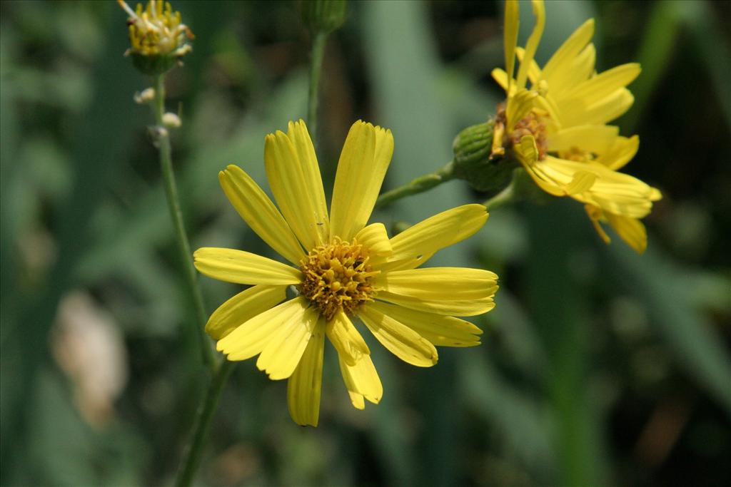 Jacobaea paludosa (door Willem Braam)