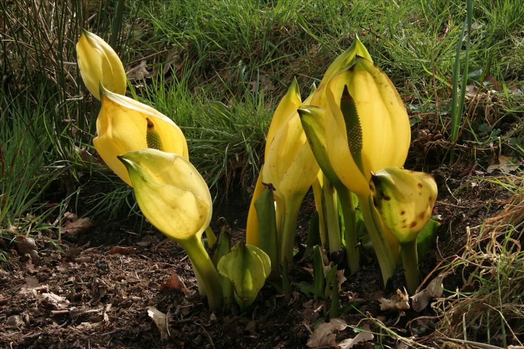 Lysichiton americanus (door Willem Braam)