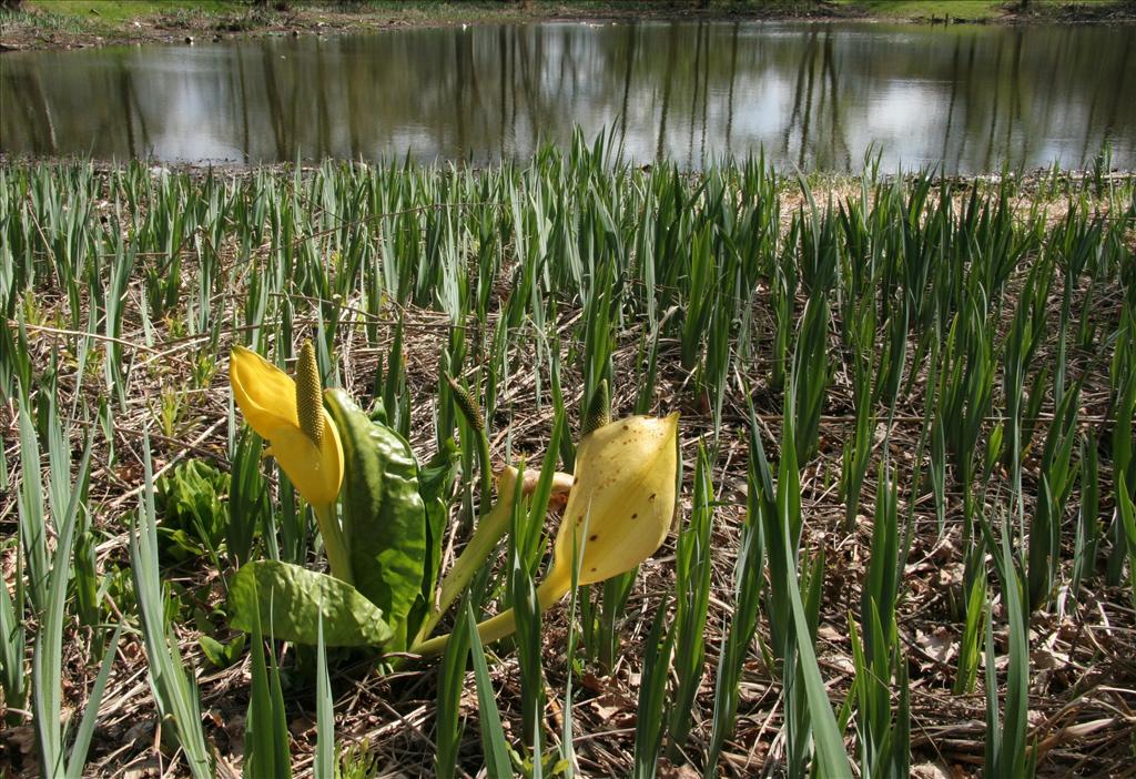 Lysichiton americanus (door Willem Braam)